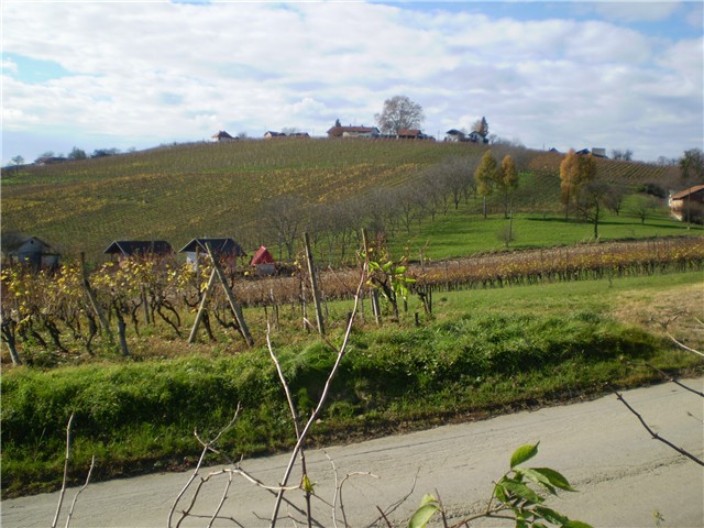 gorice